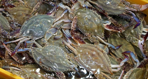 Ghẹ Việt Nam “thoát hiểm” lệnh cấm nhập khẩu vào thị trường Mỹ