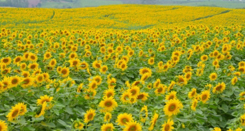 Cánh đồng hướng dương gây thương nhớ tại Nghệ An vào mùa nở rộ: Đứng góc nào cũng có ảnh đẹp