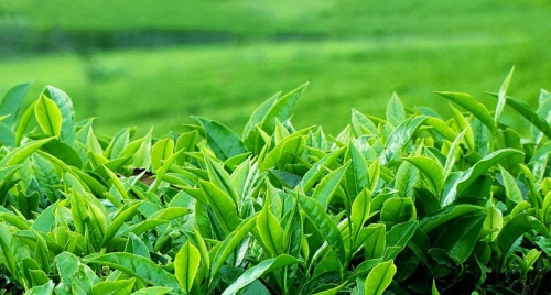 Bộ Công Thương quyết liệt hỗ trợ tháo gỡ gần 500 container chè Việt Nam bị ách tắc tại cảng Karachi (Pakistan)