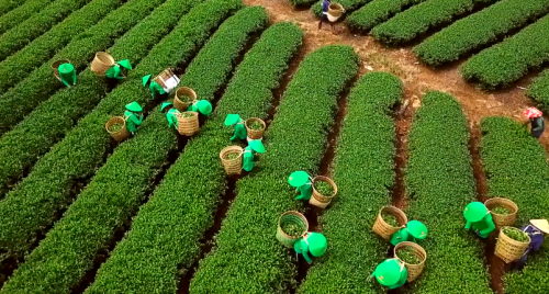 Giải phóng gần 500 container chè của Việt Nam bị kẹt tại cảng Karachi, Pakistan