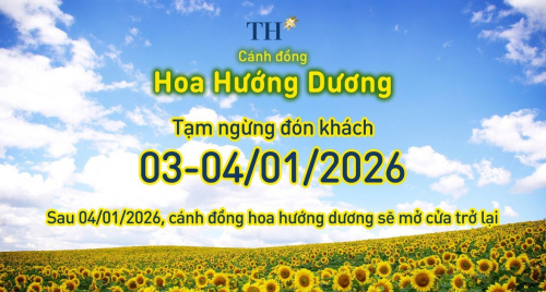 Cánh đồng hướng dương TH tạm đóng cửa ngày 3-4/1/2026