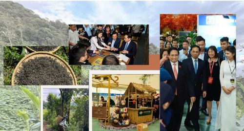 Đặt cược vào phẩm chất trà cổ thụ, ANNSHAN khẳng định sự khác biệt bằng kỹ thuật tinh hoa và nghệ nhân Việt