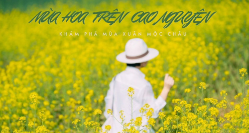 Lên Mộc Châu mùa hoa mận nở, hoa cải vàng: Kinh nghiệm khám phá mùa xuân trên cao nguyên