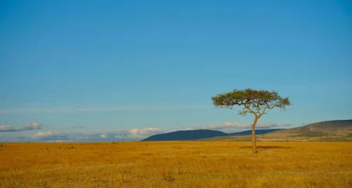Nam du khách chia sẻ trải nghiệm 13 ngày tại Kenya, cách săn ảnh voi hoang dã dưới chân núi tuyết Kilimanjaro