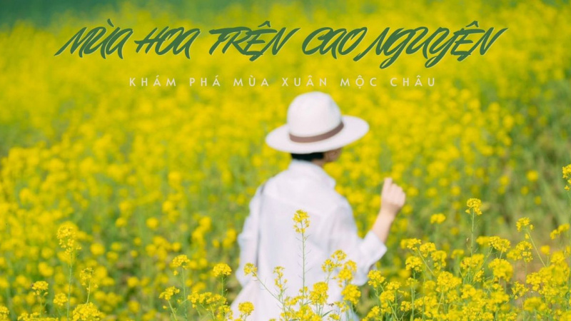 Lên Mộc Châu mùa hoa mận nở, hoa cải vàng: Kinh nghiệm khám phá mùa xuân trên cao nguyên