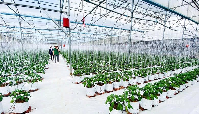 Tận dụng FTA thế hệ mới: Ngành rau - hoa Lâm Đồng cần chuẩn bị gì?