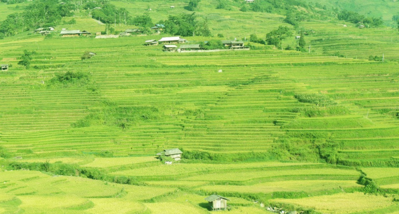 Mùa vàng Mù Cang Chải – Khúc giao mùa rực rỡ của núi rừng