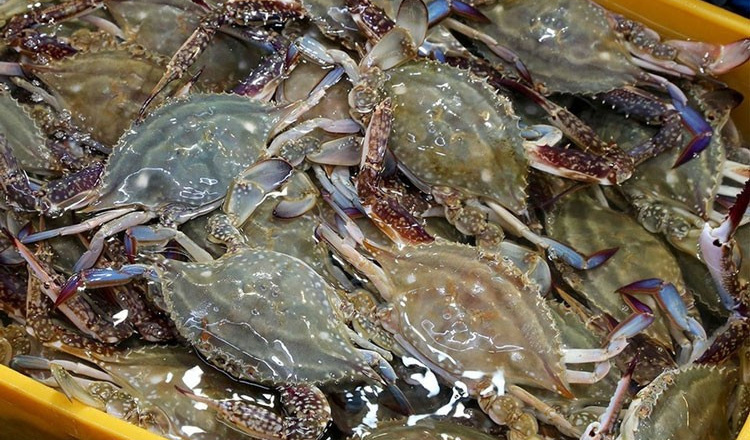 Ghẹ Việt Nam “thoát hiểm” lệnh cấm nhập khẩu vào thị trường Mỹ