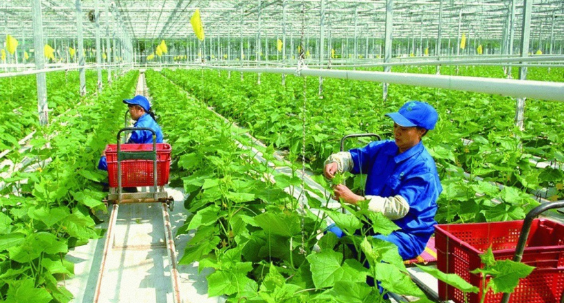 Bộ Chính trị: Đến 2030, có doanh nghiệp nông nghiệp mạnh dẫn đầu khu vực và thế giới