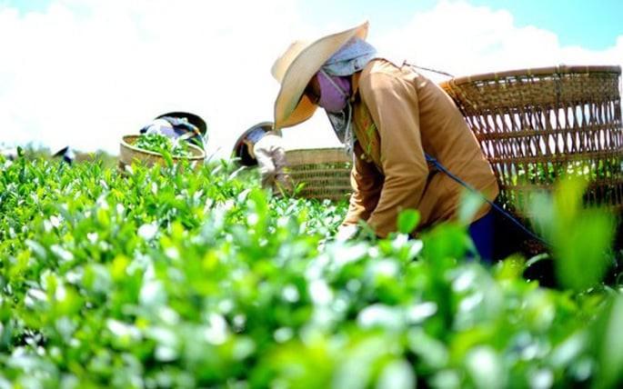 Bộ Công Thương vào cuộc tháo gỡ gần 500 container bị ách tắc tại Pakistan