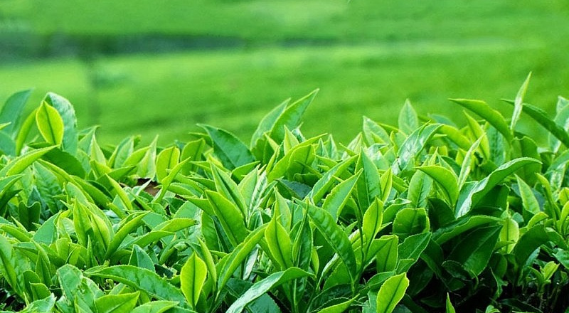 Bộ Công Thương quyết liệt hỗ trợ tháo gỡ gần 500 container chè Việt Nam bị ách tắc tại cảng Karachi (Pakistan)