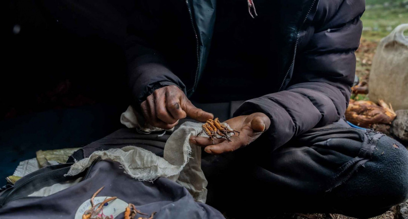 Những sự thật về Đông trùng hạ thảo tại Nepal