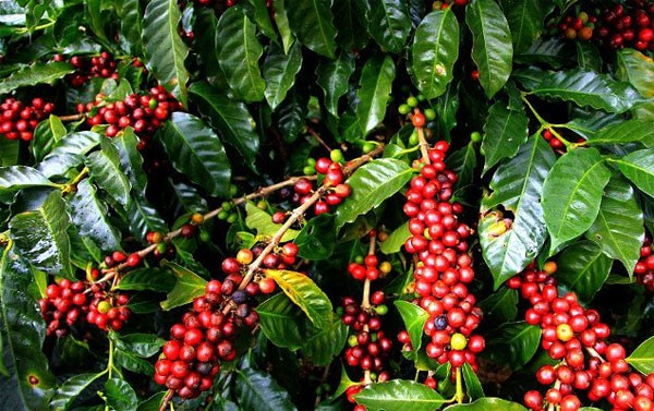 Giá nông sản hôm nay (4/3): Giá cà phê thế giới chứng kiến sự phục hồi do hàng tồn của Brazil dần cạn kiệt