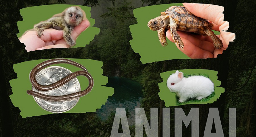 10 loài động vật “mini” nhất thế giới