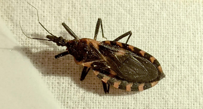 Những điều cần biết về bệnh chagas do bọ xít hút máu gây ra