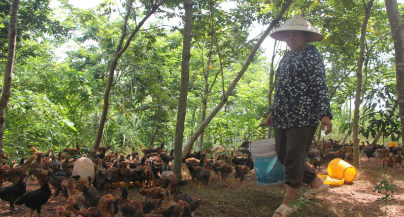 Bắc Ninh thúc đẩy tiêu thụ nông sản bằng liên kết chuỗi