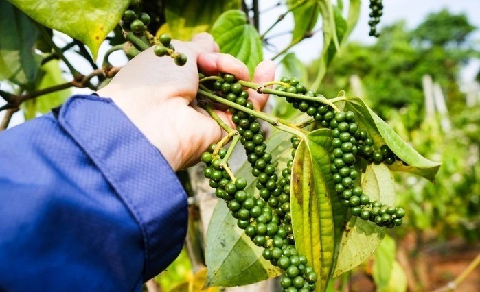 Giá nông sản hôm nay (3/9): Giá cà phê lao dốc, hồ tiêu tăng