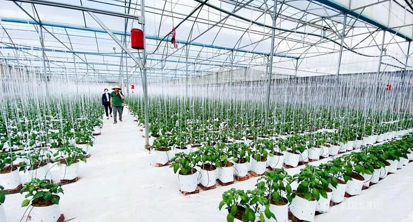 Tận dụng FTA thế hệ mới: Ngành rau - hoa Lâm Đồng cần chuẩn bị gì?