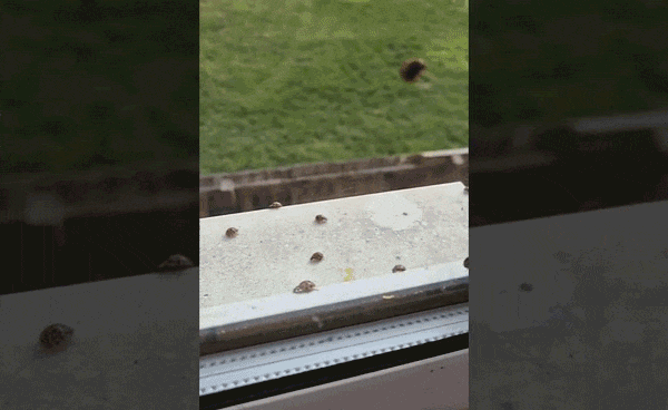 Người dân Anh "hoảng hồn" khi phát hiện hàng trăm con bọ rùa xuất hiện trong nhà