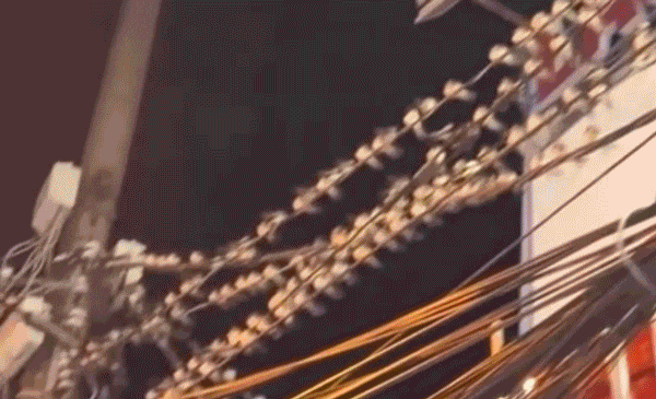 Hàng ngàn chú chim én “qua đêm” trên dây điện tại Cần Thơ