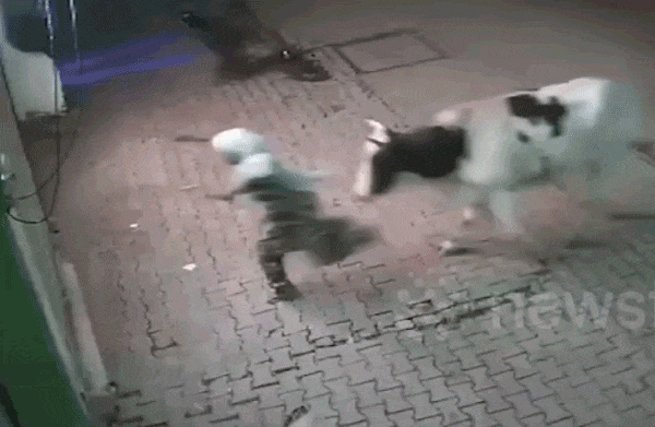 Người phụ nữ bị hất tung lên không rồi rơi xuống mặt đường khi bị bò hoang tấn công