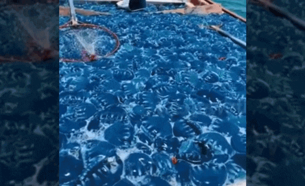 Khoảnh khắc ngư dân “bội thu” với khoang thuyền ngập tràn sứa xanh