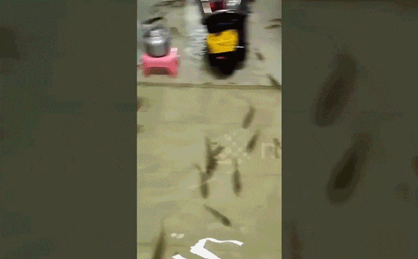 Người dân “sung sướng” khi đàn cá hàng trăm con tràn vào nhà sau trận lũ