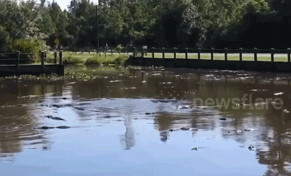 Du khách bàng hoàng phát hiện hàng trăm con cá sấu phủ kín mặt hồ trong công viên