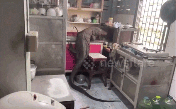 Cụ ông sốc nặng phát hiện thằn lằn khổng lồ thản nhiên “nằm chơi” giữa căn bếp