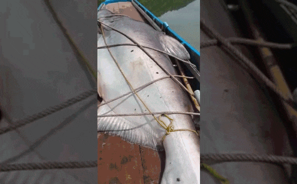 Ngư dân hả hê khoe cảnh đánh bắt được cá tra dầu khổng lồ nặng hơn 100kg