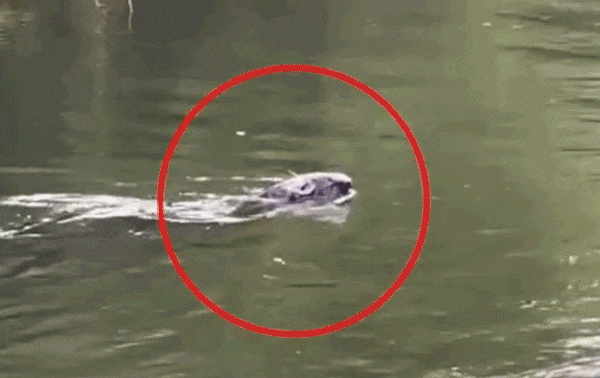 Các chuyên gia bối rối khi chứng kiến cảnh quay “sinh vật bí ẩn” nổi trên sông Thames