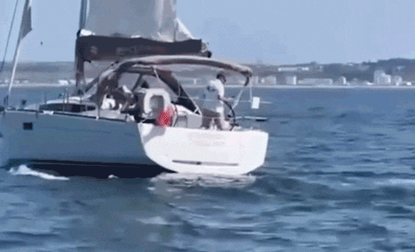 Các thủy thủ tiết lộ cuộc chạm trán kinh hoàng khi chiến đấu với cá voi sát thủ