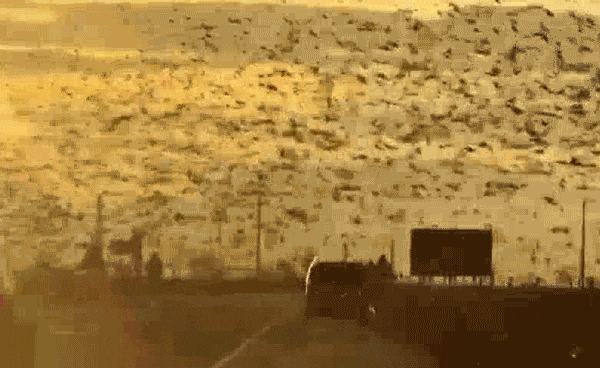 Hình ảnh ấn tượng từ đàn chim tạo nên cảnh ngoạn mục của hoàng hôn