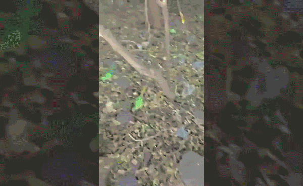 Người dân sững sờ khi phát hiện nhiều loài chim khác nhau nằm chết rải rác trong rừng