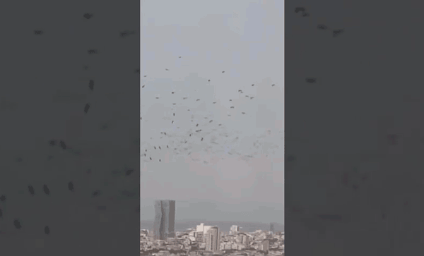 Hàng ngàn con quạ bay lượn trên bầu trời gây ra sự cảnh báo "điềm họa tai ương"