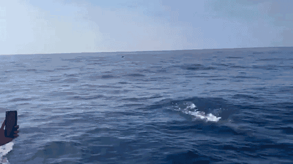 Hàng trăm con cá heo bơi lượn quanh tàu cá trên biển Quy Nhơn khiến du khách phấn khích