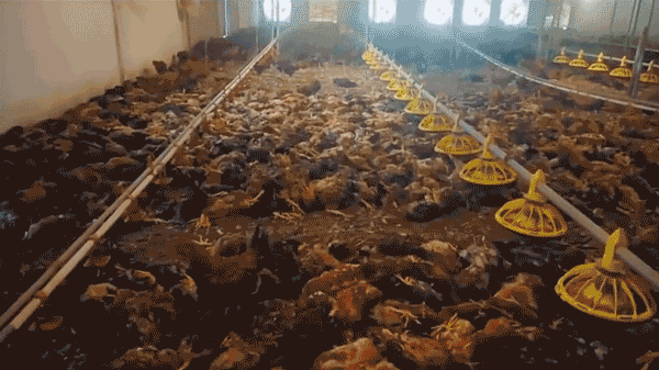 Sự cố chập điện khiến hơn 5.000 con gà ở Nghệ An chết ngạt